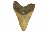 Fossil Megalodon Tooth - North Carolina #342194-1
